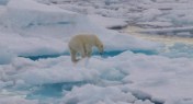 Northwest Passage Wildlife encounter